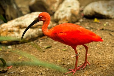 Kırmızı kuş scarlet Ibis