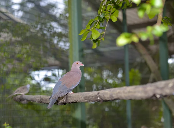 Pombo peruano bonito (Patagioenas enops ) — Fotografia de Stock