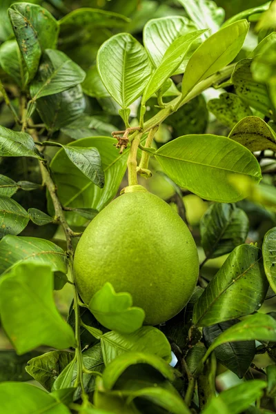 Pomelo vrucht hangen af van de boom in de tuin. — Stockfoto