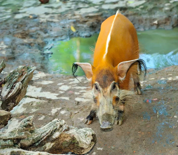 Red River Hog (Potamochoerus porcus) — Stock Photo, Image