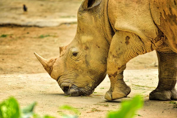 Rinoceronte branco bonito — Fotografia de Stock