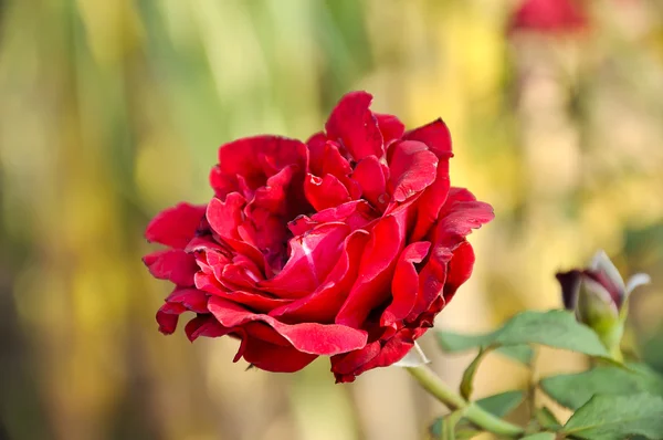 Beautiful red rose — Stock Photo, Image