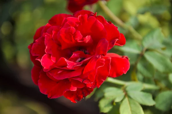 Beautiful red rose — Stock Photo, Image