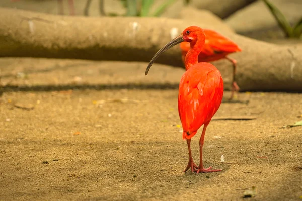 Красная птица алая — стоковое фото