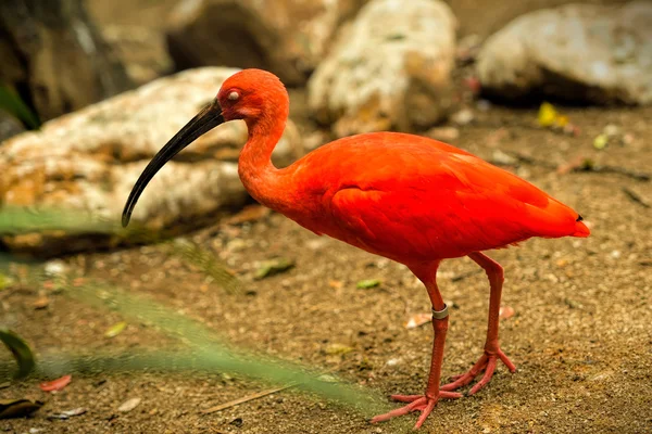 Kırmızı kuş scarlet Ibis — Stok fotoğraf