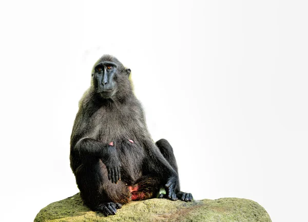 Celebes crested macaque (Macaca nigra) — Stock Photo, Image