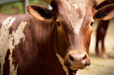 Parkta Ankole Watusi (Bos taurus indicus), seçici odak. 
