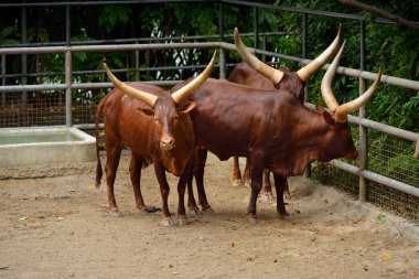 Parkta Ankole Watusi (Bos taurus indicus), seçici odak. 