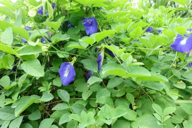 Kelebek bezelye çiçeği, bitkisel bahçedeki klitorya çiçeği.. 