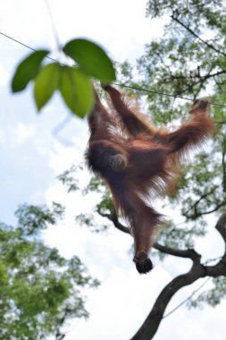 Parkta orangutana yakın çekim, seçici odaklanma. 