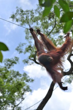 Parkta orangutana yakın çekim, seçici odaklanma. 