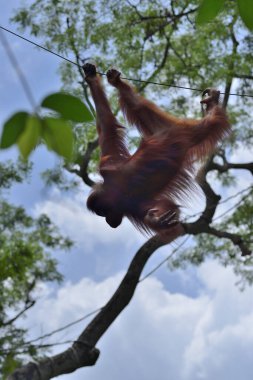 Parkta orangutana yakın çekim, seçici odaklanma. 