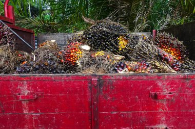 Afrika Yağı Palmiyesi (Elaeis guineensis). Petrol palmiyesi Batı Afrika 'dan gelmektedir ama dünyanın birçok tropikal bölgesinde yetiştirilmiştir. Endonezya & Malezya dünya palmiye yağının yaklaşık% 85 'ini üretiyor.