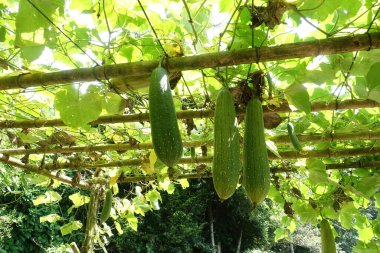 Pürüzsüz Luffa 'nın yakınında, kurutulmuş lifli doku banyo lifini yapmak ve mutfak malzemelerini temizlemek için kullanılır. Sudan yağ çıkarmak için emici filtre görevi görebilir.. 