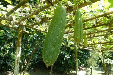 Pürüzsüz Luffa 'nın yakınında, kurutulmuş lifli doku banyo lifini yapmak ve mutfak malzemelerini temizlemek için kullanılır. Sudan yağ çıkarmak için emici filtre görevi görebilir.. 