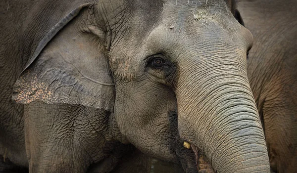 Close Asian Elephant Portrait Selective Focus — Stock Photo, Image