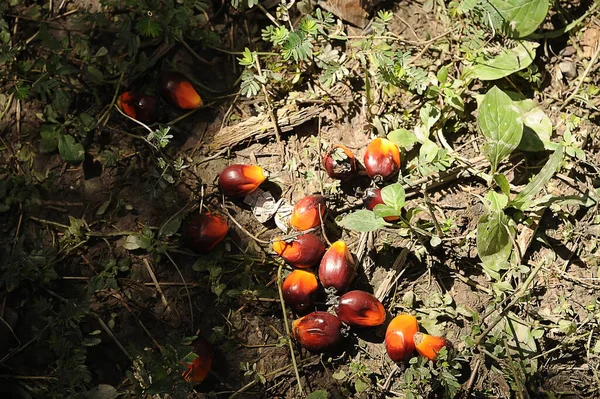 Afrikanische Ölpalme Elaeis Guineensis Ölpalmen Stammen Ursprünglich Aus Westafrika Werden — Stockfoto