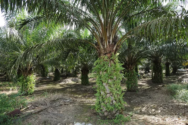 Palmový Olej Plantáž Johor Malajsie — Stock fotografie