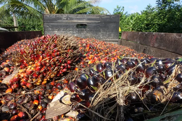 非洲油棕榈 Elaeis Guineensis 油棕榈原产于西非 但其种植于世界许多热带地区 印尼和马来西亚的棕榈油产量约占全球的85 — 图库照片