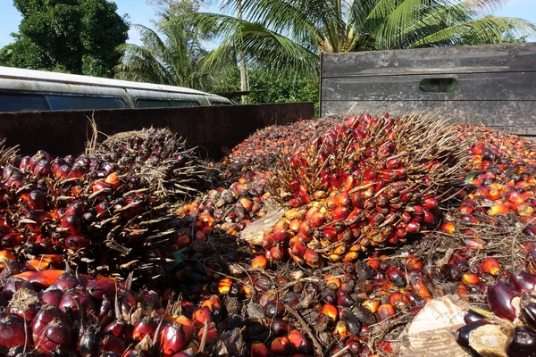 非洲油棕榈 Elaeis Guineensis 油棕榈原产于西非 但其种植于世界许多热带地区 印尼和马来西亚的棕榈油产量约占全球的85 — 图库照片
