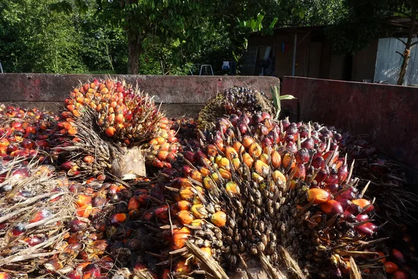 Африканская Нефтяная Пальма Elaeis Guineensis Пальма Растёт Западной Африке Выращивается — стоковое фото