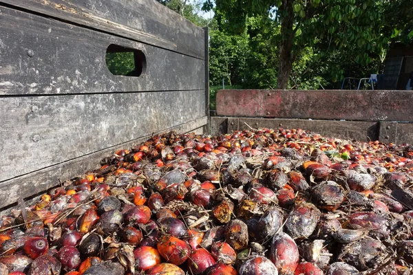 Olio Palma Africano Elaeis Guineensis Palma Olio Proviene Dall Africa — Foto Stock