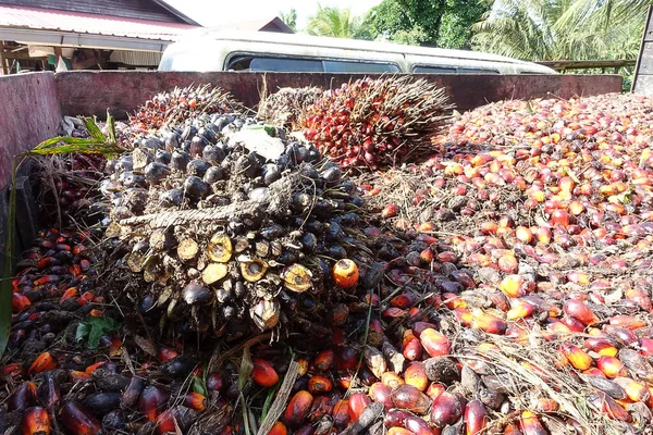 Африканская Нефтяная Пальма Elaeis Guineensis Пальма Растёт Западной Африке Выращивается — стоковое фото