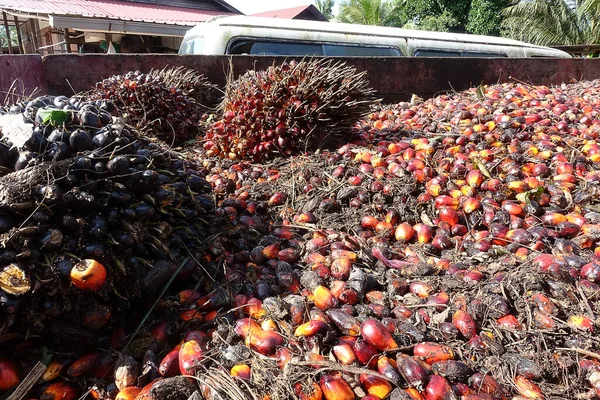 Afrika Yağı Palmiyesi Elaeis Guineensis Petrol Palmiyesi Batı Afrika Dan — Stok fotoğraf