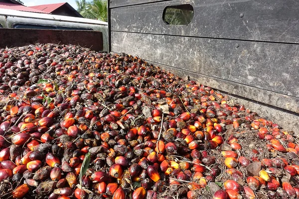 非洲油棕榈 Elaeis Guineensis 油棕榈原产于西非 但其种植于世界许多热带地区 印尼和马来西亚的棕榈油产量约占全球的85 — 图库照片