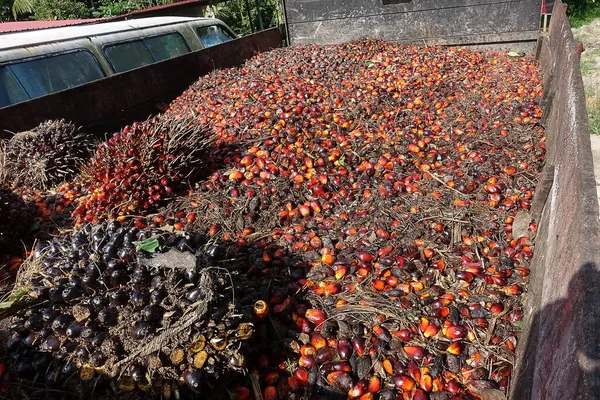 非洲油棕榈 Elaeis Guineensis 油棕榈原产于西非 但其种植于世界许多热带地区 印尼和马来西亚的棕榈油产量约占全球的85 — 图库照片