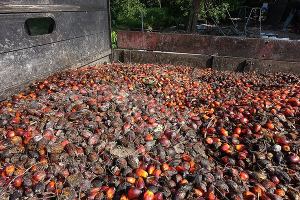 非洲油棕榈 Elaeis Guineensis 油棕榈原产于西非 但其种植于世界许多热带地区 印尼和马来西亚的棕榈油产量约占全球的85 — 图库照片