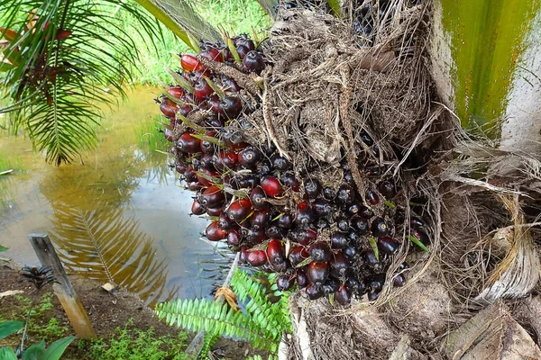 Africká Palma Olejová Elaeis Guineensis Olejová Palma Pochází Západní Afriky — Stock fotografie