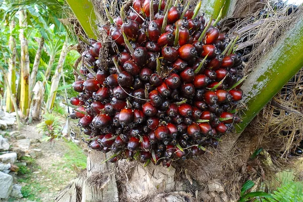 Afrika Yağı Palmiyesi Elaeis Guineensis Petrol Palmiyesi Batı Afrika Dan — Stok fotoğraf