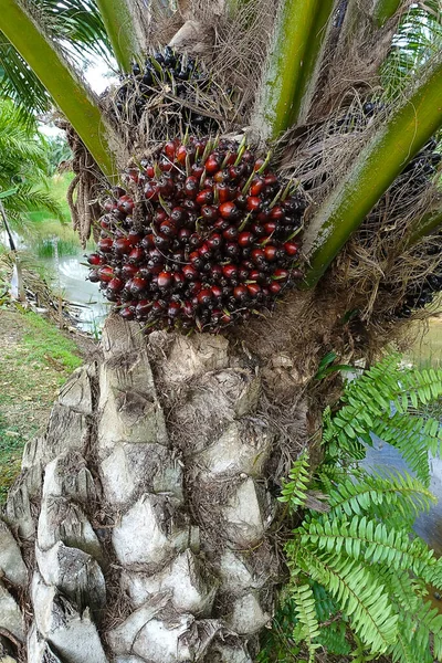 아프리카 Elaeis Guineensis 기름야자 나무는 아프리카 자생하지만 세계의 지역에서 재배됩니다 — 스톡 사진