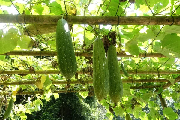 Close Luffa Liso Tecido Fibroso Seco Usado Para Fazer Loofah — Fotografia de Stock