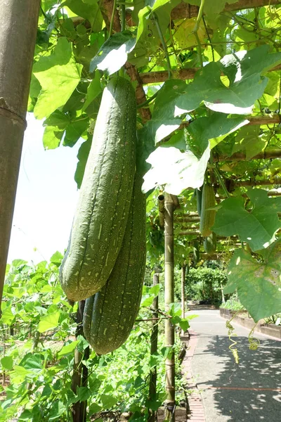 Close Luffa Liso Tecido Fibroso Seco Usado Para Fazer Loofah — Fotografia de Stock