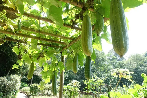 滑らかなルファの閉じる 乾燥した繊維組織は バスルームの屋根を作るために使用され 食器をきれいに したがって 植物の他の名前の料理は ひょうたんをドラッグします 吸水性フィルターとして機能し 水から油を除去します — ストック写真