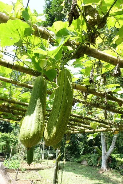 滑らかなルファの閉じる 乾燥した繊維組織は バスルームの屋根を作るために使用され 食器をきれいに したがって 植物の他の名前の料理は ひょうたんをドラッグします 吸水性フィルターとして機能し 水から油を除去します — ストック写真