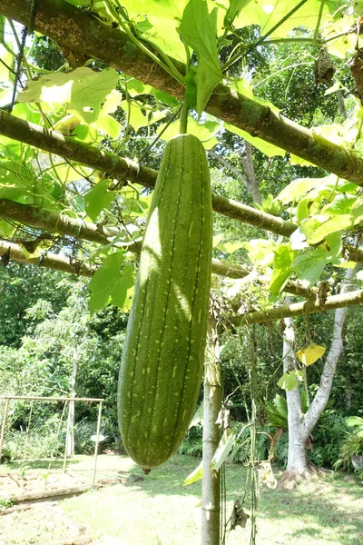 滑らかなルファの閉じる 乾燥した繊維組織は バスルームの屋根を作るために使用され 食器をきれいに したがって 植物の他の名前の料理は ひょうたんをドラッグします 吸水性フィルターとして機能し 水から油を除去します — ストック写真