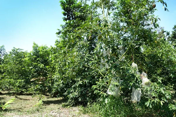 Zuurstof Fruitteelt Zuurstof Vrucht Van Annona Muricata Annona Muricata Behandeling — Stockfoto