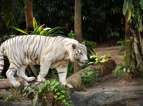 Primo Piano Una Tigre Bianca Panthera Tigris Che Cammina Nel — Foto Stock