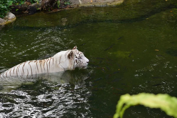 Nahaufnahme Eines Weißen Tigers Panthera Tigris Der Fluss Schwimmt Selektiver — Stockfoto