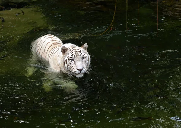 Close Van Een Witte Tijger Panthera Tigris Zwemmen Rivier Selectieve — Stockfoto