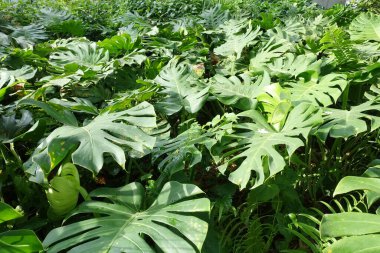 Bahçedeki yeşil bitkileri kapatın..