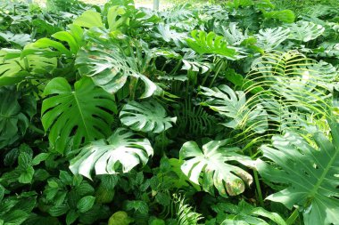 Bahçedeki yeşil bitkileri kapatın..