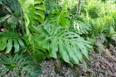 Bahçedeki yeşil bitkileri kapatın..