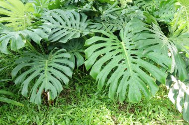 Bahçedeki yeşil bitkileri kapatın..