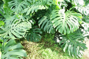 Bahçedeki yeşil bitkileri kapatın..