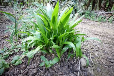 Genç palmiye yağı fabrikasına yakın, seçici odaklı..