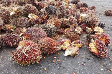Afrika Yağı Palmiyesi (Elaeis guineensis). Petrol palmiyesi Batı Afrika 'dan gelmektedir ama dünyanın birçok tropikal bölgesinde yetiştirilmiştir. Endonezya & Malezya dünya palmiye yağının yaklaşık% 85 'ini üretiyor.